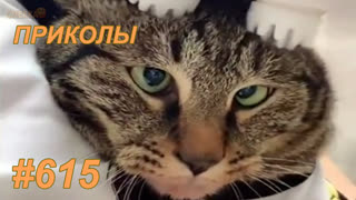 Приколы декабрь 2019 №615