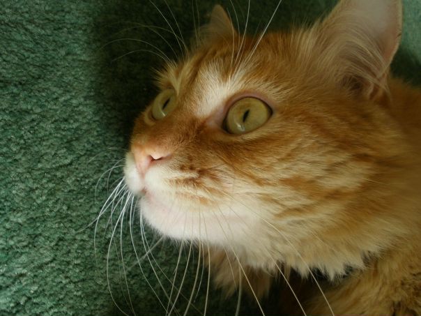 Red Kat фото №6