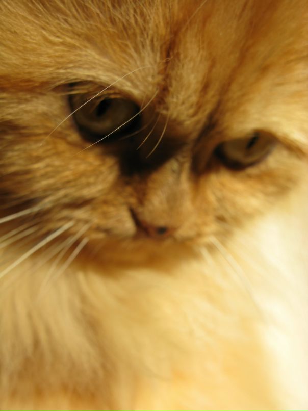 Анастасия Грашнева фотография #19