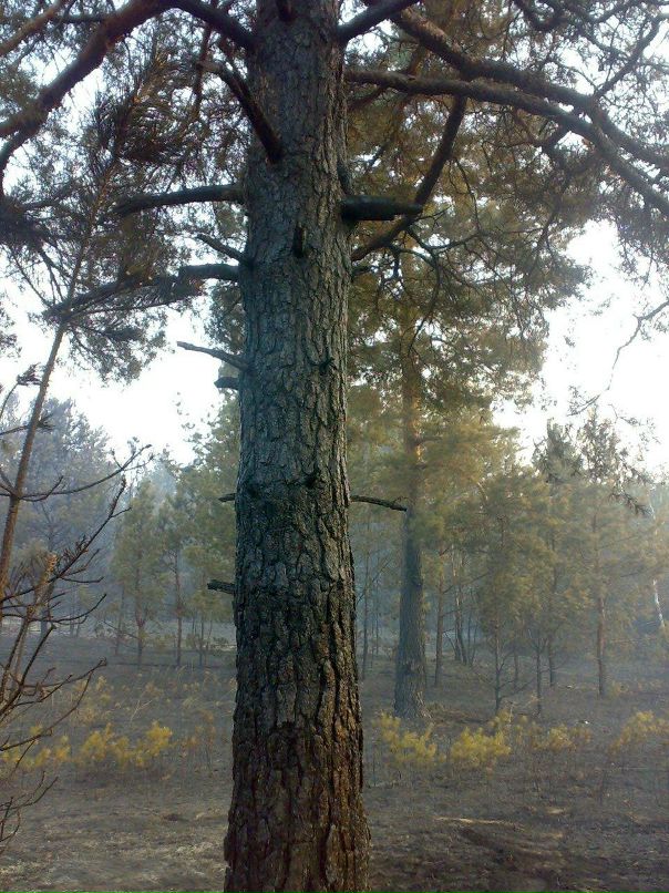 Виктор Корешков фотография #47