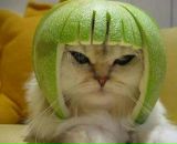 Фотография Сиволобова Анатолия