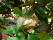 Фотография Теммоевой Вероники