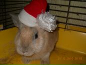 Фотография Тарасенко Ирины