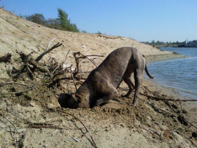 Andrei Kat фотография #12