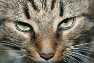 Аня ___)) фотография #16 (источник - https://vk.com/id509196)