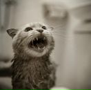 Helene Helene фотография #4 (источник - https://vk.com/id487734)