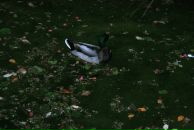 Bella Radenoviћ фотография #25 (источник - https://vk.com/id39098)