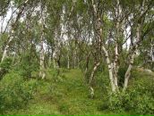 Анна Журавлёва фотография #20 (источник - https://vk.com/id461369)