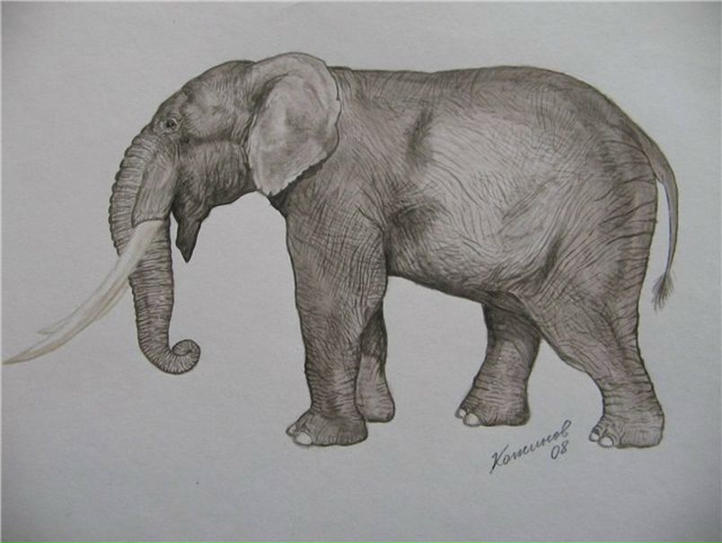 King Shida фото №1