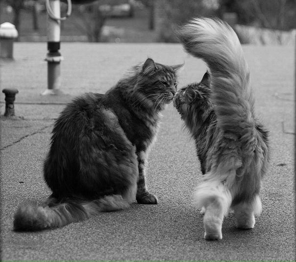 Эльдар Шерман фото №10