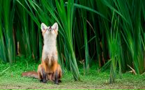 Фотография Корниенко Вадима