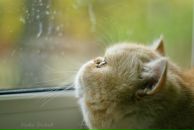 Фотография Шулятьевой Ирины