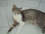 Олексій Пироженко фотография #4 (источник - https://vk.com/id115105541)