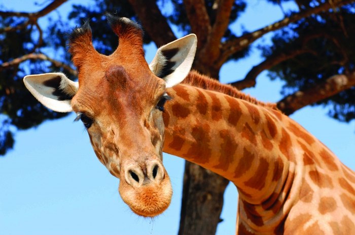 Игорь Роенко фотография #1