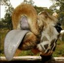 Фотография Богдель Ирины