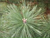 Сергій Гурінчук фотография #46 (источник - https://vk.com/id12433093)