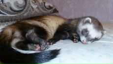 Фотография Болотский Антон