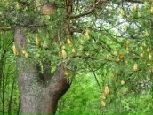 Фотография Кондратьева Бормотовой Ольги