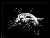 Фотография Григорьевой Елены